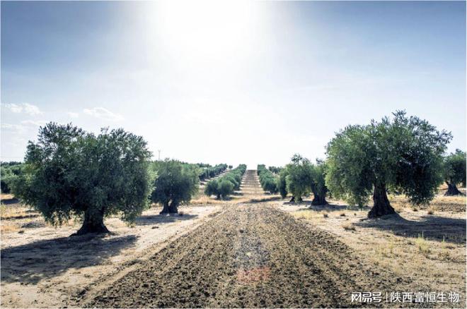 陕西富恒生物专注植物提取领域12年(图1)
