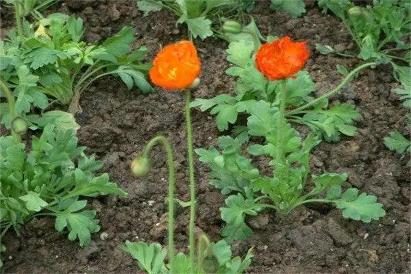 开始买年花?“行花街”时千万当心这种“毒”植物!(图5)