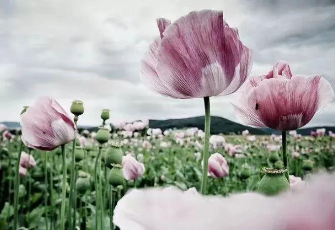 开始买年花?“行花街”时千万当心这种“毒”植物!(图4)