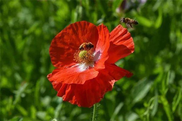 开始买年花?“行花街”时千万当心这种“毒”植物!(图1)