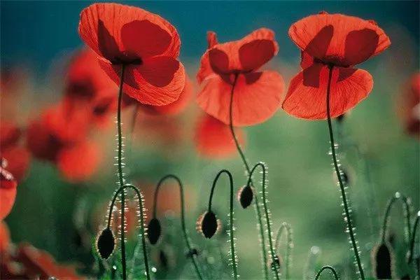 开始买年花?“行花街”时千万当心这种“毒”植物!(图7)