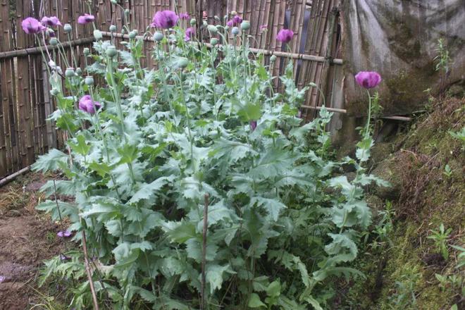 开始买年花?“行花街”时千万当心这种“毒”植物!(图6)