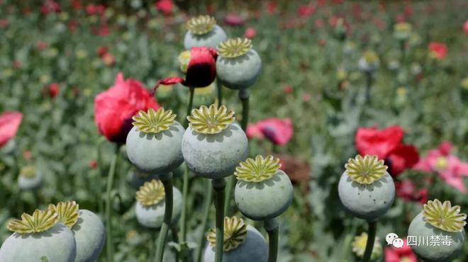 开始买年花?“行花街”时千万当心这种“毒”植物!(图8)