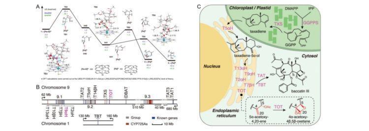 深圳科学家领衔破解世界级难题!紫杉醇生物合成领域取得重要突破(图4)