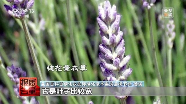 每周质量报告丨安神变提神号称“纯天然”的薰衣草精油为何不单“纯”?(图7)