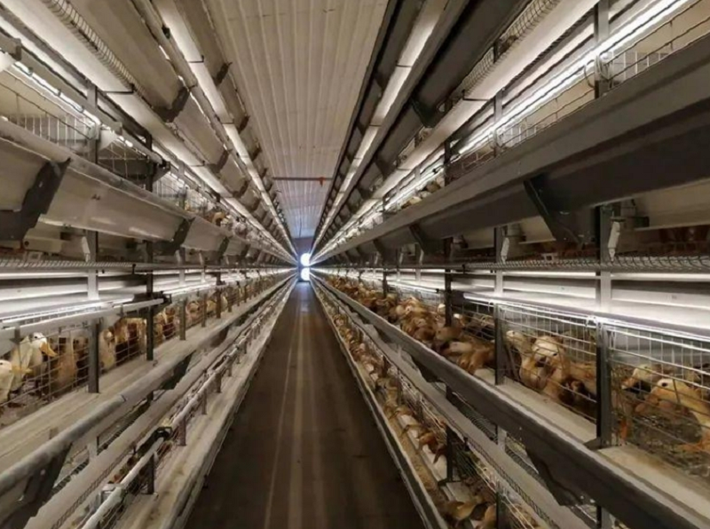 永泰:专家组团“把脉开方” 解锁振兴“绿色密码”(图10)