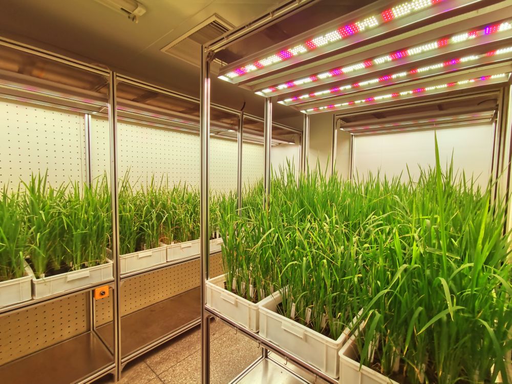 解锁农业黑科技丨在楼房里育新种(图1)