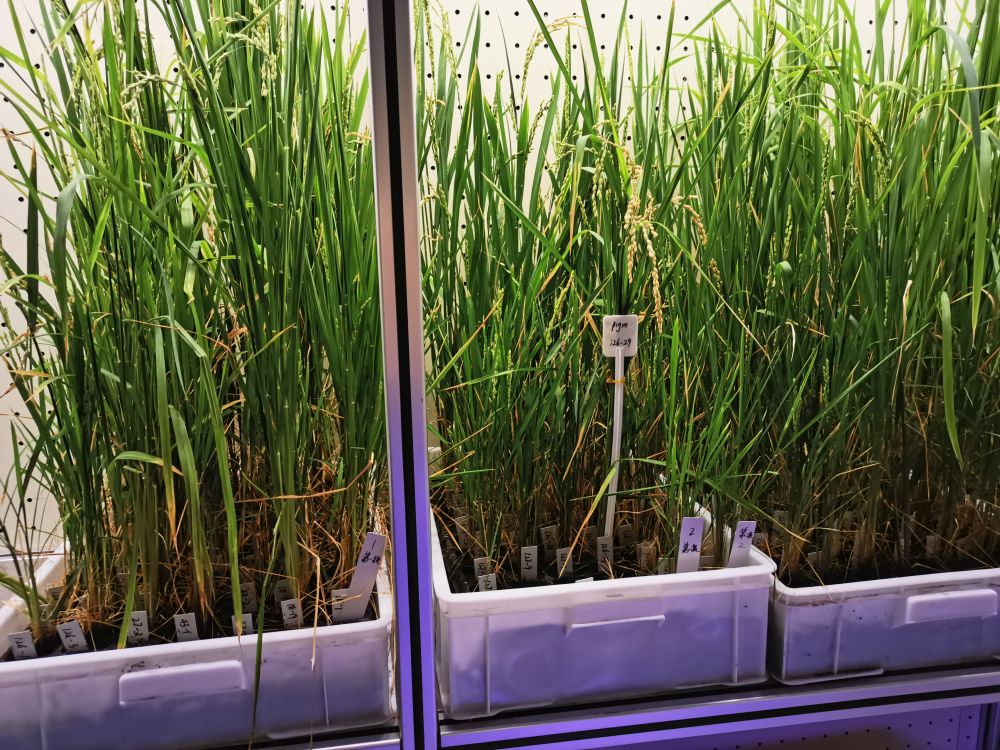 解锁农业黑科技丨在楼房里育新种(图2)