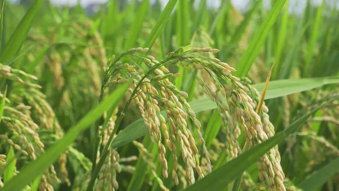 有机酸检测:动物组织、植物、提取物、食品、饲料、土壤、粪便等样本可接单(图3)