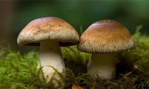 制药机械及设备行业前景研究 制药机械及设备行业发展战略(图4)