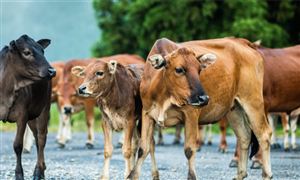 制药机械及设备行业前景研究 制药机械及设备行业发展战略(图6)