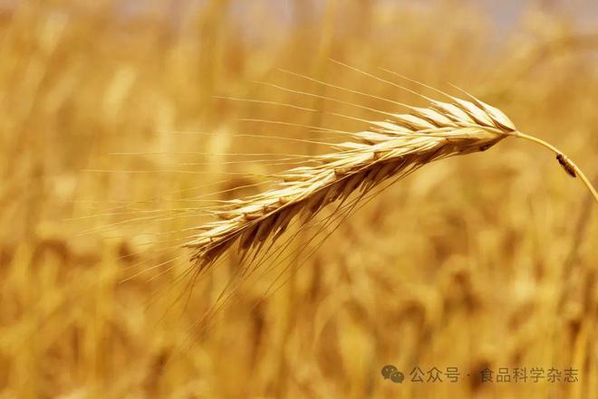 《食品科学》:河北农业大学马倩云副教授等:植物糖原的提取纯化、结构修饰及应用研究进展(图1)