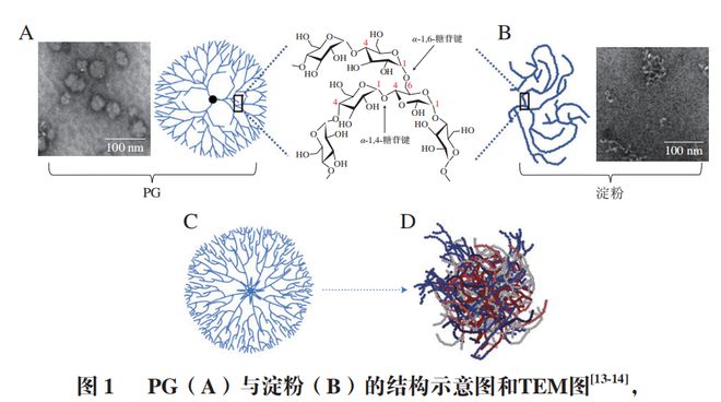 《食品科学》:河北农业大学马倩云副教授等:植物糖原的提取纯化、结构修饰及应用研究进展(图2)