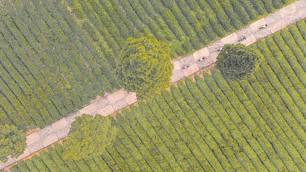 为了一杯奶茶福建人可以有多拼?(图1)