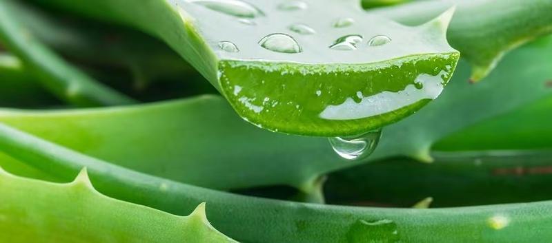 宾果带你了解几种护肤植物提取物的萃取方法(图1)