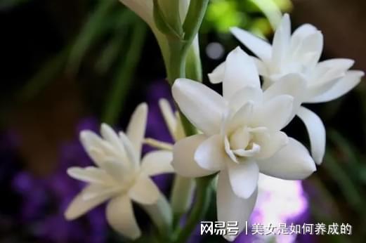 从头香到脚的沐浴露推荐沐浴露哪个好用这六款真的“香”(图3)